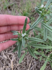 Buglossoides arvensis