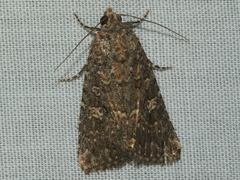 Hypoperigea tonsa