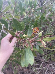 Heteromeles arbutifolia