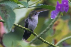 Campylopterus largipennis