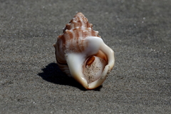 Struthiolaria papulosa