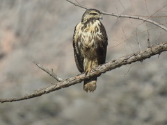Buteogallus anthracinus