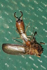 Forficula decipiens