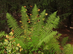 Dryopteris affinis