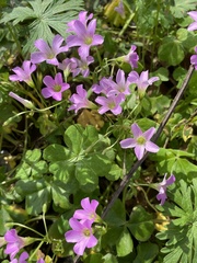 Oxalis debilis