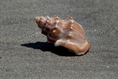 Struthiolaria papulosa