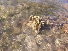 Millepora complanata