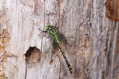 Ophiogomphus cecilia