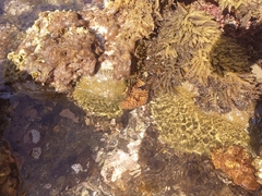 Pseudodiploria clivosa