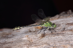Ophiogomphus cecilia