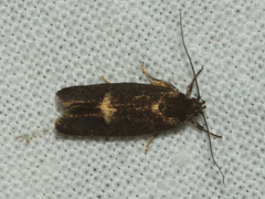 Leistomorpha brontoscopa