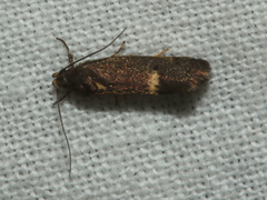 Leistomorpha brontoscopa
