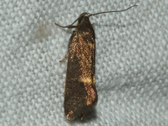 Leistomorpha brontoscopa