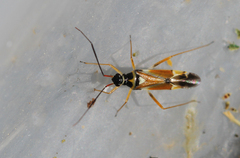 Cyllecoris histrionius