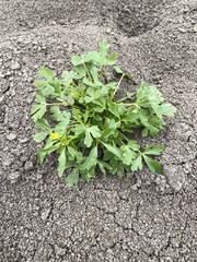 Ranunculus sceleratus