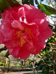 Camellia japonica