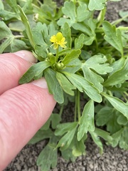 Ranunculus sceleratus