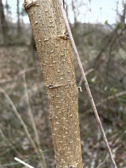 Lindera benzoin
