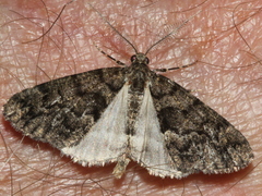 Lipogya exprimataria