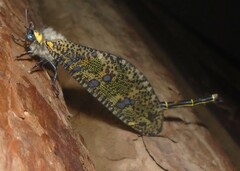 Palpares speciosus