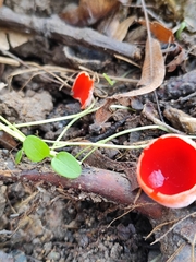 Sarcoscypha coccinea