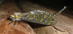 Palpares speciosus