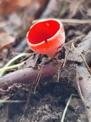 Sarcoscypha coccinea