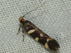 Macrobathra myriophthalma