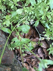Malcolmia maritima