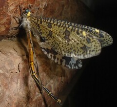 Palpares speciosus