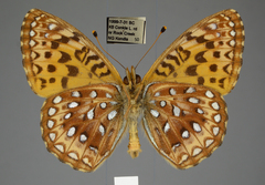 Speyeria hesperis