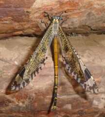 Palpares speciosus