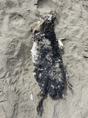 Spheniscus magellanicus