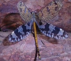 Palpares speciosus