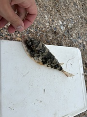 Sphoeroides maculatus