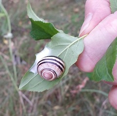 Cepaea hortensis