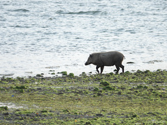 Sus scrofa vittatus