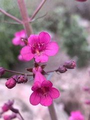 Penstemon parryi