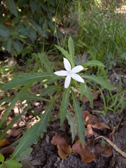 Hippobroma longiflora