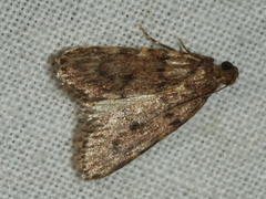 Mimaglossa nauplialis