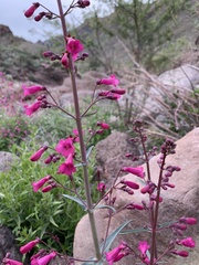 Penstemon parryi