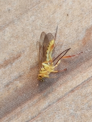 Pimplini