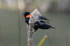 Agelaius phoeniceus mailliardorum