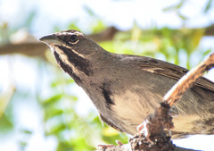 Five-Striped Sparrow photo 2