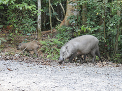 Sus scrofa vittatus