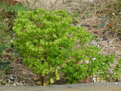 Euphorbia peplus
