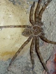 Eusparassus walckenaeri