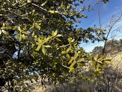 Quercus emoryi