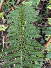 Polystichum