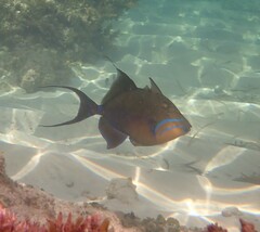 Balistes vetula